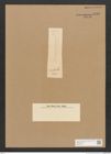 Diatomeae indet. Zeichnungen Sammlung Grunow Nr. 4486 (NHMW-BOT-W0372443)
